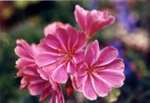 Lewisia cotyledon var howelii